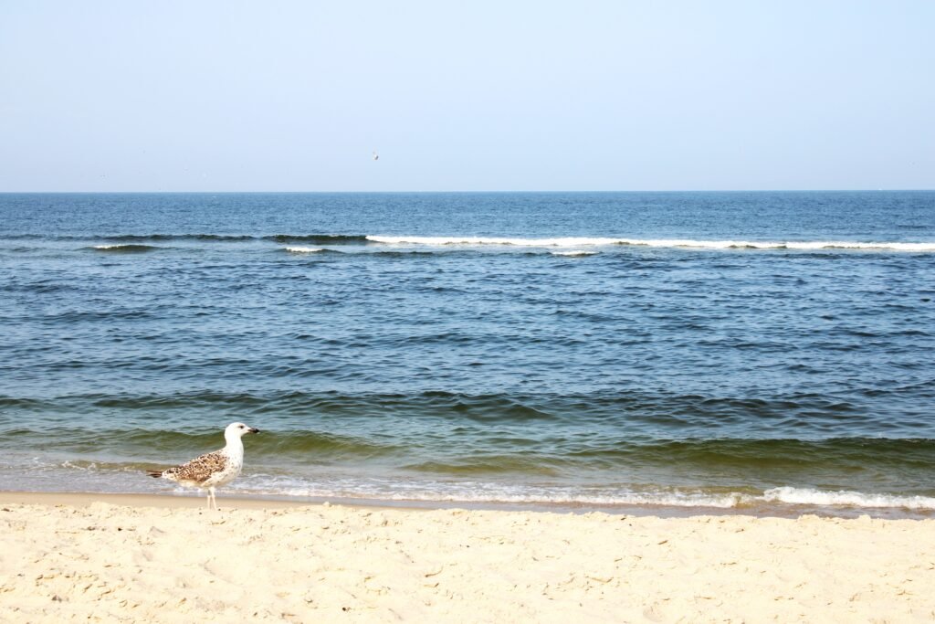 Seagal at Sandy Hook Beach NJ Shore