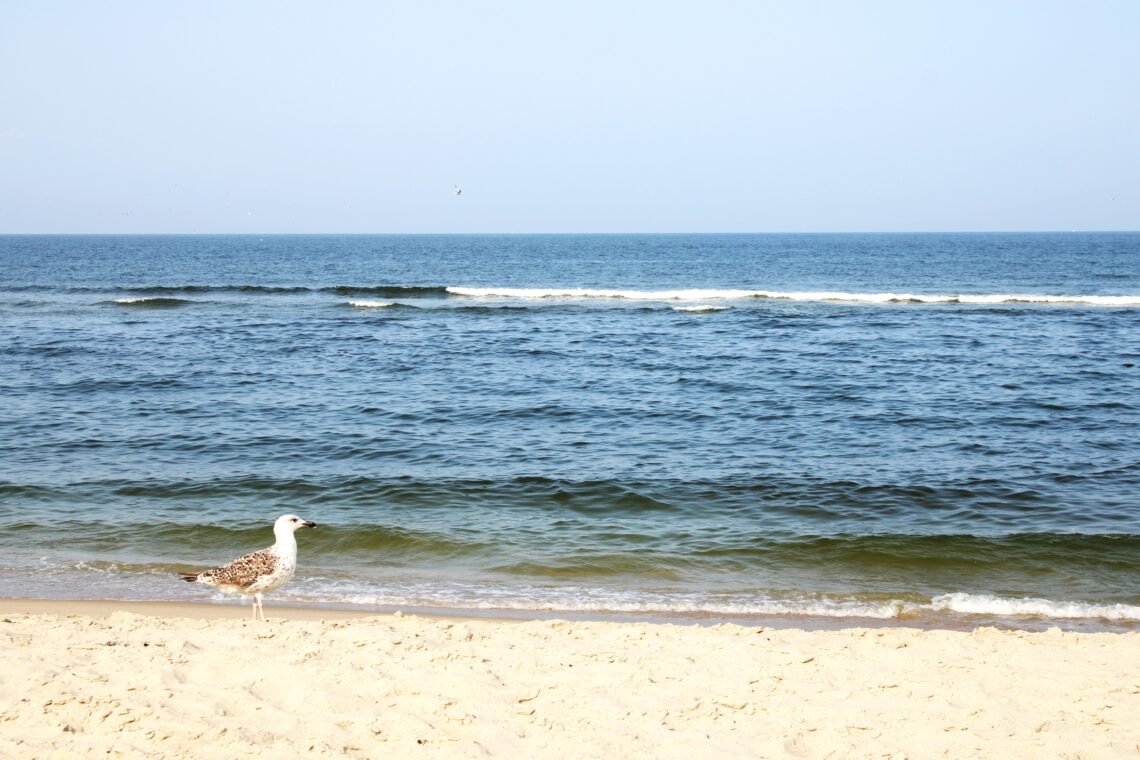 Seagal at Sandy Hook Beach NJ Shore