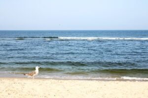 Sandy Hook Beach, NJ - Take a Trip to the Jersey Shore - Trips Around