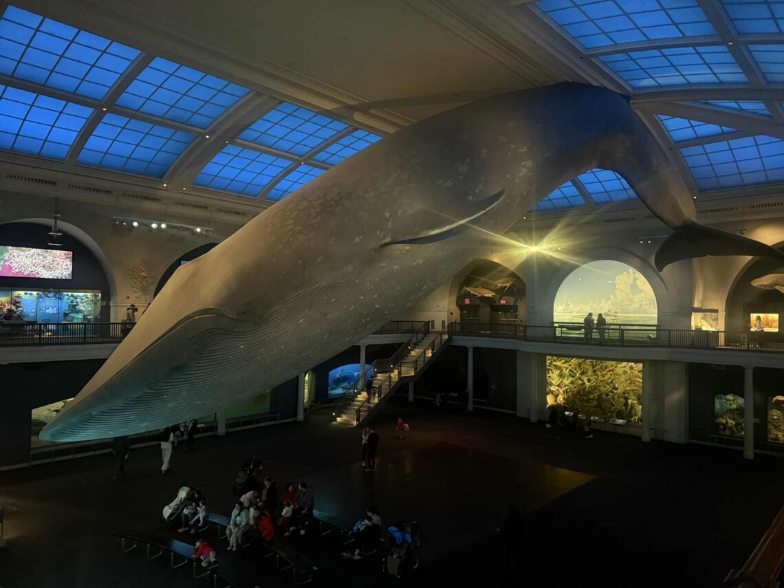 Blue What at The Museum of Natural History