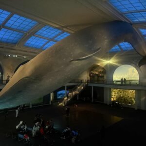 Blue What at The Museum of Natural History