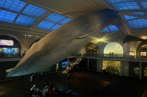 Blue What at The Museum of Natural History