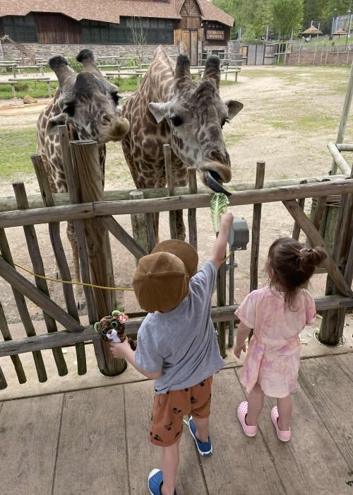 Zoo Membership - Experience Gift Ideas